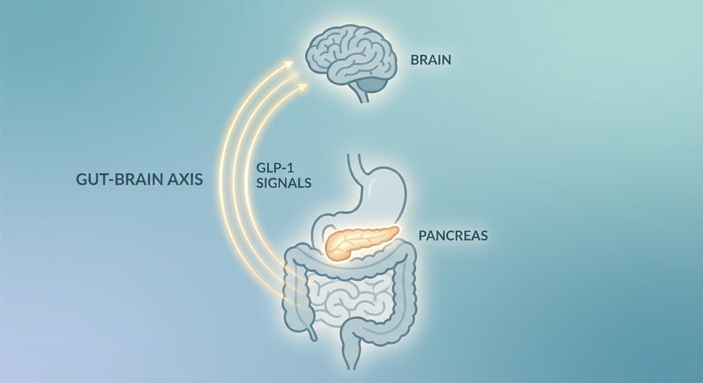 How GLP-1 Medications Actually Work (Simple Explainer)